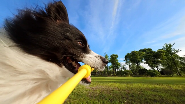 Fetch stick lets your dog hold the Go 3